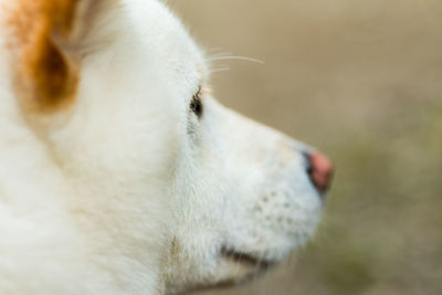 Close-up of a dog