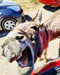 Close-up of a donkey 