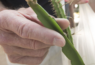 Close-up of hand holding plant