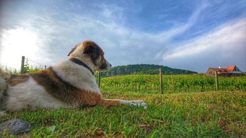 Dog relaxing on grassy field