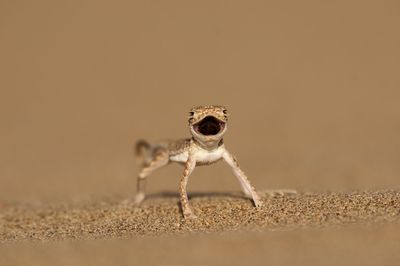 Close-up of lizard toad-headed agama on field