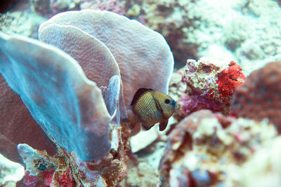 Close-up of fish in sea