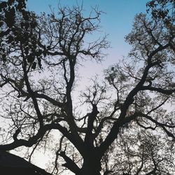 Low angle view of bare trees against sky