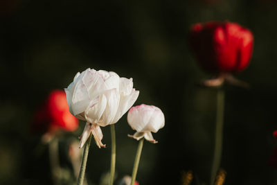 Close-up of white rose