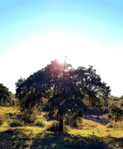 Trees on field against clear sky