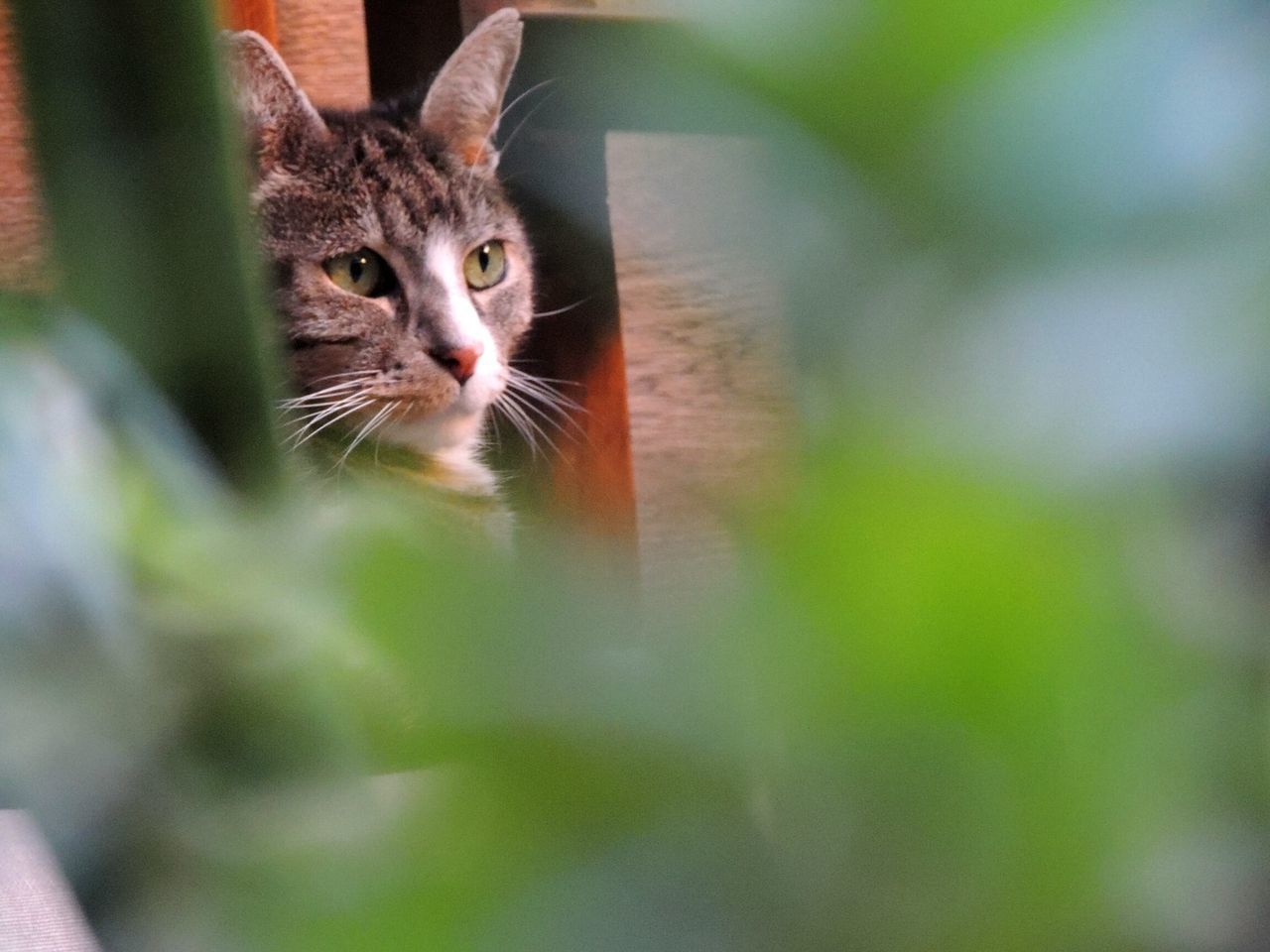 CLOSE-UP OF A CAT