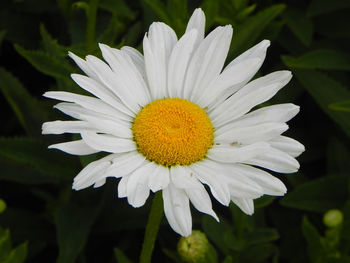 Close-up of white flower blooming outdoors