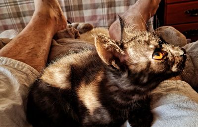 Cat relaxing on bed at home