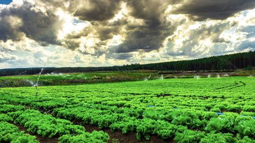 Scenic view of agricultural field against sky