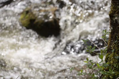 Close-up of snow on plants