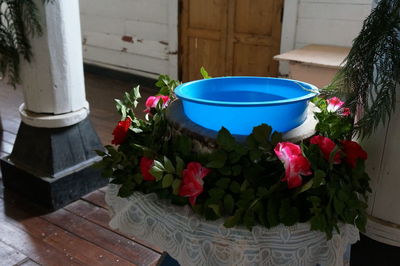 Close-up of potted plant