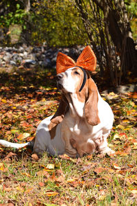 Dog on field wearing halloween bow