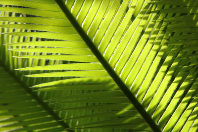 Full frame shot of green leaves