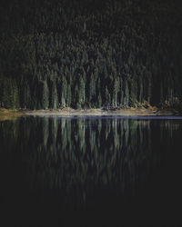 Reflection of trees in lake