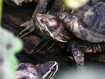 Close-up of tortoise