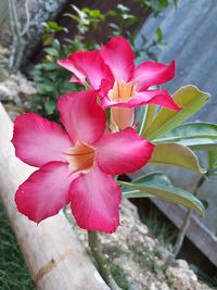 Close-up of pink flowering plant