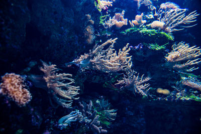 Corals in aquarium