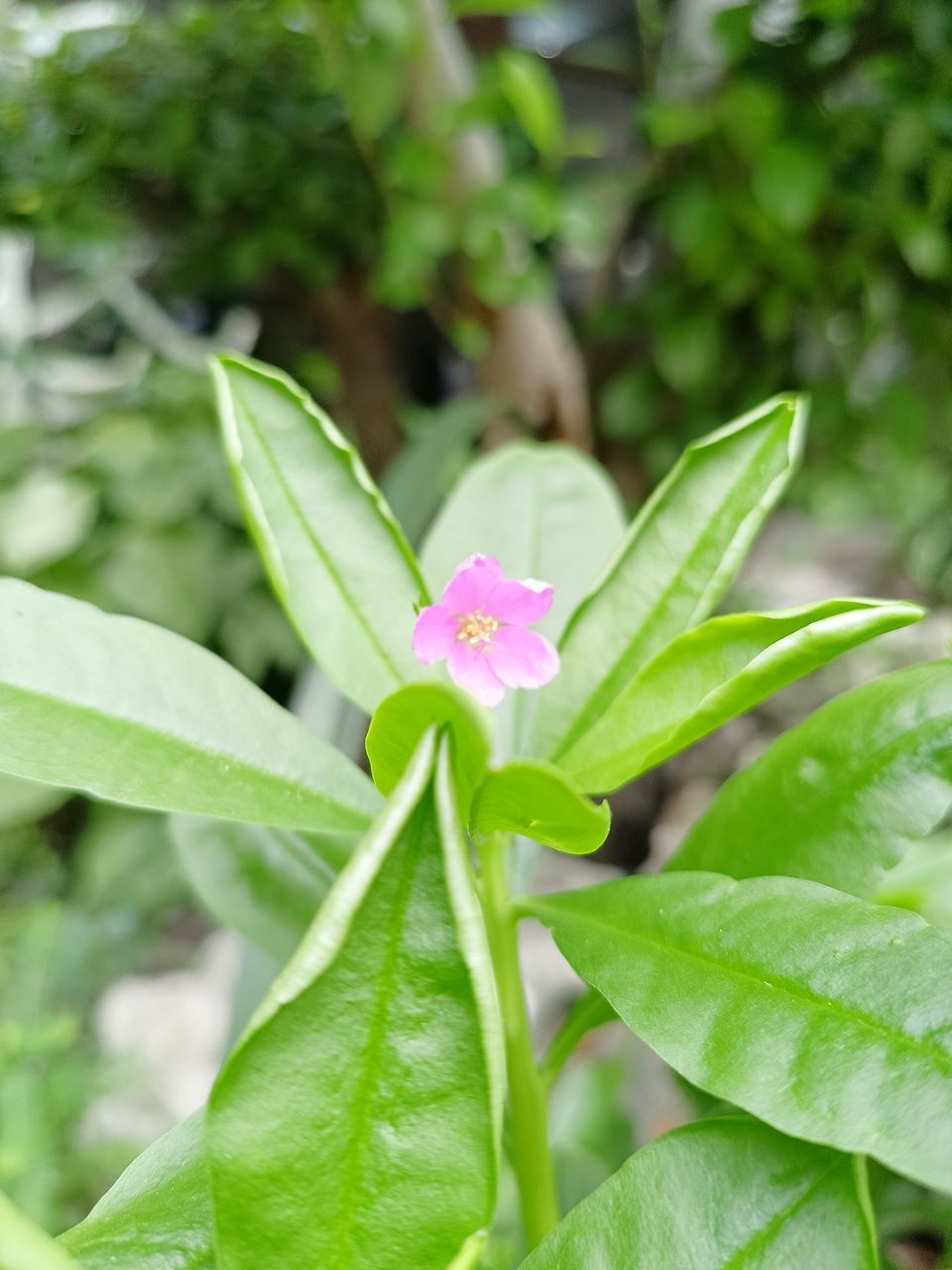 plant, leaf, plant part, flower, flowering plant, green, beauty in nature, nature, freshness, growth, close-up, no people, petal, pink, outdoors, fragility, food and drink, food, flower head, day, summer, springtime, inflorescence, wildflower, environment, focus on foreground