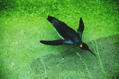 View of fish swimming in sea