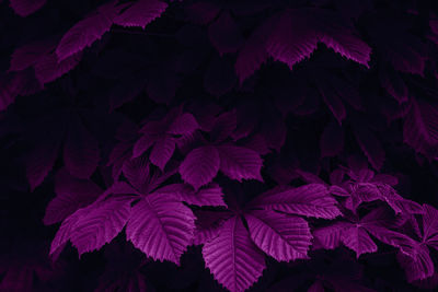 Full frame shot of purple plants