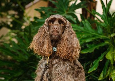 Portrait of dog sitting outdoors