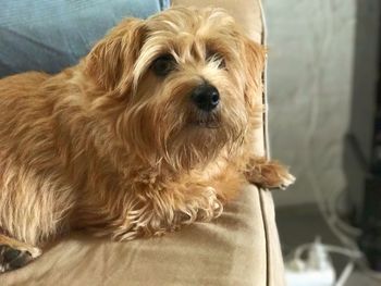 Close-up portrait of dog