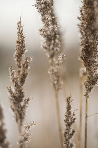 Close-up of stalks against the sky