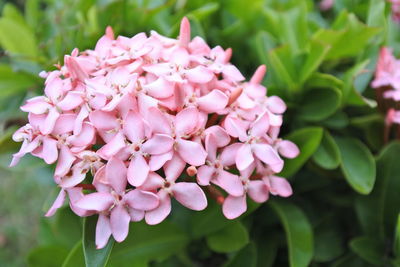 Close-up of pink flowering plant