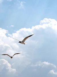 Low angle view of seagulls flying in sky