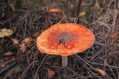 High angle view of mushroom growing on field
