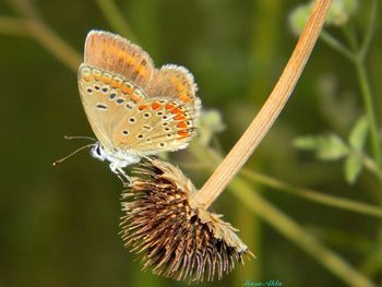 Close-up of butterfly pollinating on flower