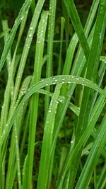 Close-up of wet grass during rainy season