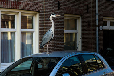 Bird perching on a window