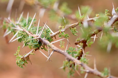 Close-up of cactus plant
