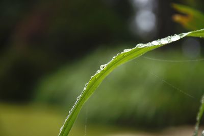 Close-up of wet plant