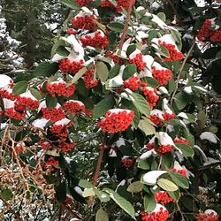 Low angle view of fruits on tree