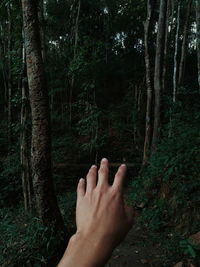 Low section of person on tree trunk in forest