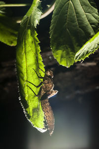 Close-up of insect on leaf