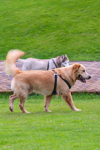 Dog standing in a field