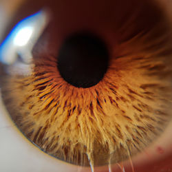 Close-up of human eye