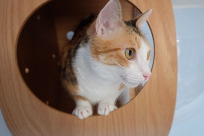 High angle view of a cat