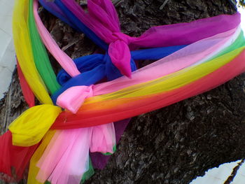 Close-up of multi colored tree