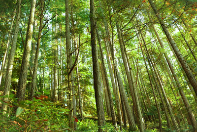 Low angle view of bamboo trees in forest