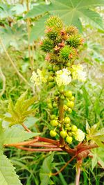 Close-up of plant