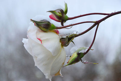 Close-up of flower