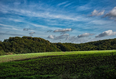 Scenic view of agricultural field against sky