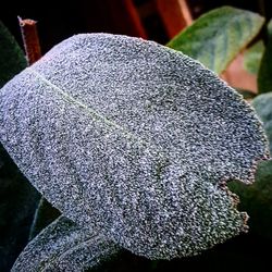 Close-up of leaf against sky