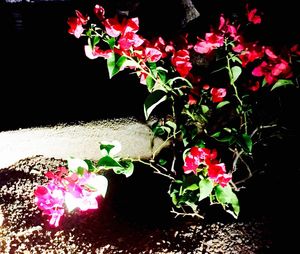 Close-up of flowers against black background