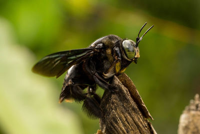 Close-up of insect on plant