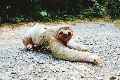 View of a dog resting on ground